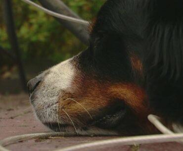 Dog Rescues Golf Balls, Owner Sells Them To Help Animals