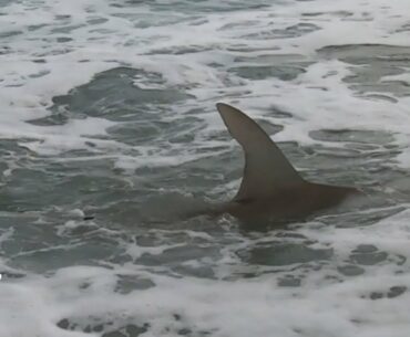 FLORIDA SPRING BLACKTIP AND HAMMERHEAD SHARK SEASON!