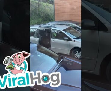 Bears Steal Bag of Snacks From Minivan || ViralHog