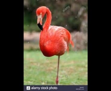 How acting like a Flamingo will improve your putting