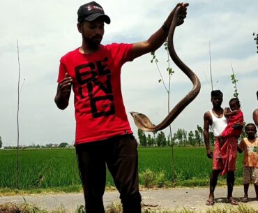 Panchananpur se black cobra Rescue by  Ram bishwas