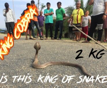 King Cobra Rescue