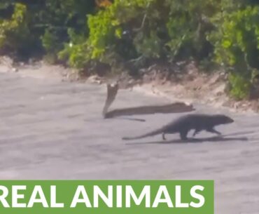Mongoose hunts cobra on South African golf course