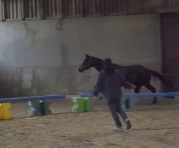 glove  SFO (par messire ardent et love valley par valanour)