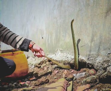 Lockdown " It's not a COBRA " | Rescue | Pokhara | Rohit Giri |