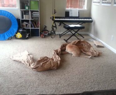 Cat, paper, a box, and a golf tee.
