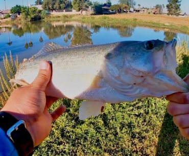 Fishing a Spinnerbait in Post Spawn! (Bank Fishing)