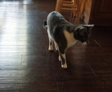 #23 Cat the Panpan and Skinny playing soccer with a golf ball!