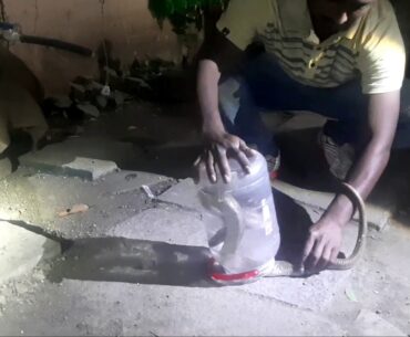 विषारी नाग आला अंगणात😢😢 ! Big Cobra rescue operation