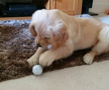 Sandy The Golden Retriever. Plays with Golf Ball.