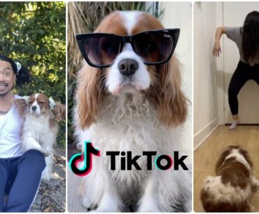 FUNNY TIKTOK VIDEO COMPILATION // Funny Dogs Cavalier King Charles