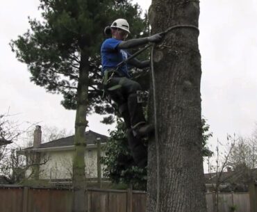 How to use tree climbing spurs/spikes