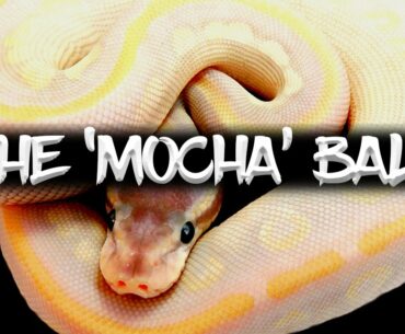 The 'Mocha' Ball Python