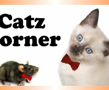 Catz Corner - New Shirts & Your Fanart
