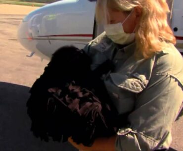 Zookeepers Wear 'Gorilla Shirts' To Comfort Abandoned Baby Gorilla