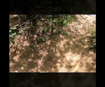 Found some used golfballs and a lot of other trash while trashdiving in nature reserve (quick video)