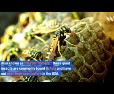 Invasive ‘Murder Hornets’ Species Spotted in the United States