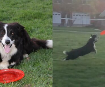 Why You Need A Disc Golf Dog!!