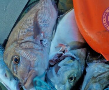 Full day of Shore Dive Spearfishing in New Zealand