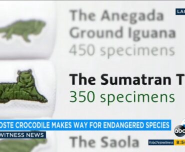 Lacoste putting aside alligator logo on polo shirts | ABC7