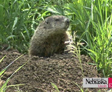 Controlling Woodchucks/Groundhogs