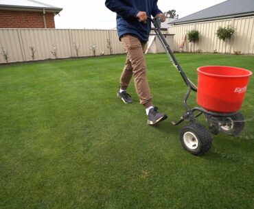 Last Fert For a Long Time!!  // Bentgrass Golf Green Update