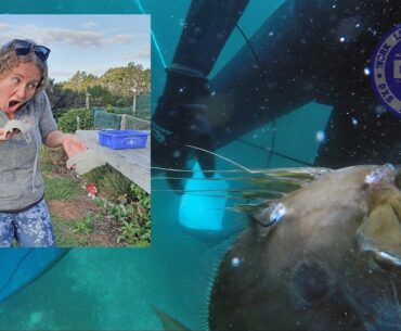 Her first John Dory Spearfishing