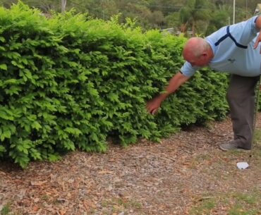 Genesis Golf Link Cup Rule of the Week: Looking For Lost Ball