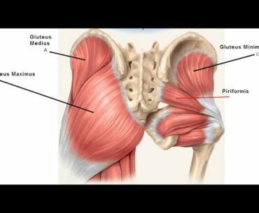 Golf Workout for Lower Back Pain