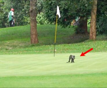 Golfing in Africa with Monkeys!