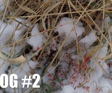 Big Buck Shot!? MN Deer Hunting | Gould Brothers VLOG