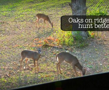 Deer Hunting: Take the Buck or Let Him Grow? (#243) @GrowingDeer.tv
