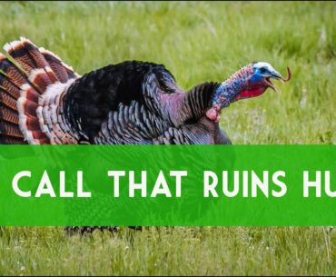 Turkey Calling: Greatest Mistake Of Calling Hens. How To Call Turkeys.