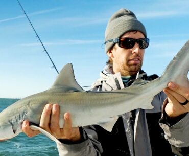Fishing for BABY Sharks