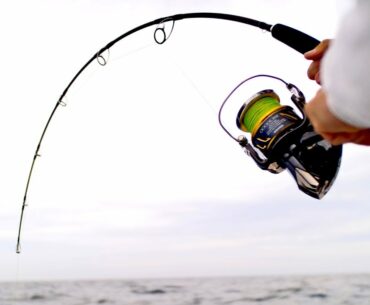 Searching for Giant Amberjacks in the Gulf of Mexico - 4K