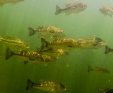 Underwater Footage From Bass Heaven!! (Is This Even Real?!) Insane Topwater Strike Footage!!