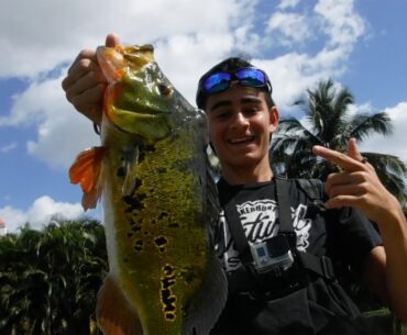 Sight Fishing Bedding - Peacock Bass Miami South Florida Golf Courses