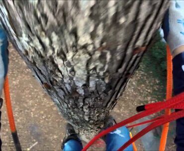 Tree Climbing with Spikes and Climbing Line