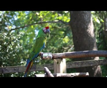 Disc Golf "MESKER ZOO WOODS" Dragon and Bruce Lean!