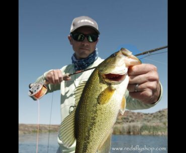 Largemouth Bass on the Sage Bass II Fly Rod