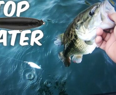 New Melones Lake Bass fishing.(TOP WATER + bite is wide open)