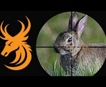 Night vision rabbit shooting with the NiteSite NS200 and Ruger 10/22 Target