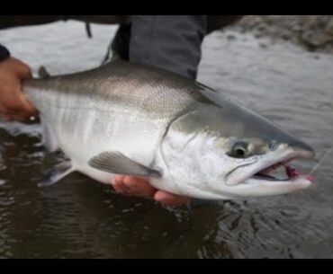 Fly Fishing for Chrome Chum Salmon - OPST