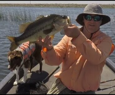 Delta Bass Fishing Report May 2020