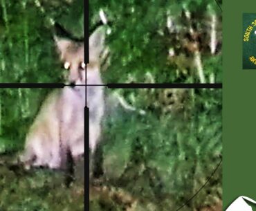 A fox and her cubs - shoot or don't shoot?