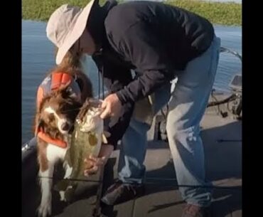 Spring Delta Bass Fishing plus a Crazy Coyote and a Sneaky Otter