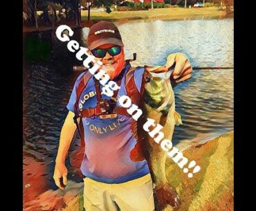 searching for giant golf course bass in December day 2 - FOUND THEM VLOG# 17