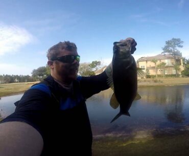 Florida Largemouth Bass Spawn Bed Fishing
