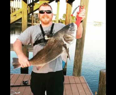 Monster Black Drum on KastKing BX1000H in Choctowhatchee Bay Florida