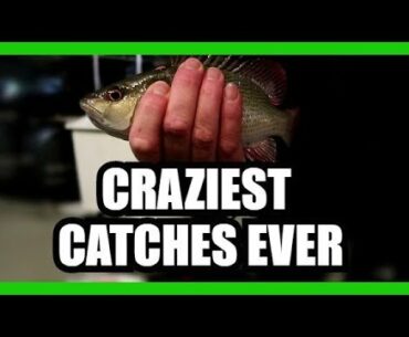 CRAZY CATCHES IN SARASOTA FLORIDA